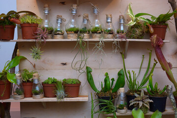 Tropical plants growing in lamps in the greenhouse