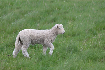 Romneyschaf / Romney sheep / Ovis.