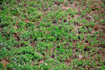 image of summer field background 