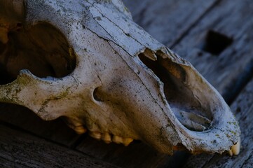 fragment of animal skull with teeth on wooden boards