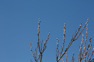 Branches with pussy willow buds against the sky.