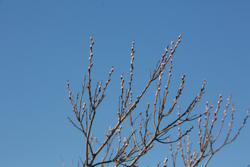 Branches with pussy willow buds against the sky.