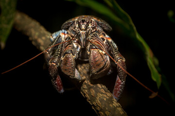 Coconut crab at night on the branch, and leaf, in Togean Islands, Sulawesi, Indonesia © vladimir