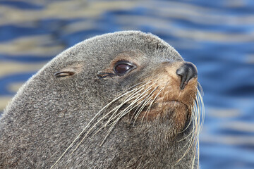 Neuseeländischer Seebär / New Zealand fur seal / Arctocephalus forsteri