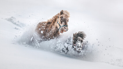 Playing ponies in the snow