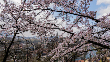 Bern und die Kirschblüten