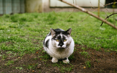 yard cat sits under a bush on the grass. a pet