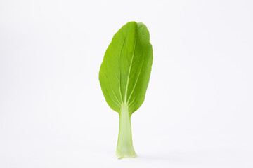 Single leaf of bok choy cabbage isolated on white background - obrazy, fototapety, plakaty