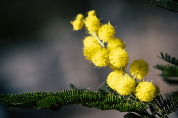 Close up sur les fleurs pompons d'un mimosa jaune dans le jardin