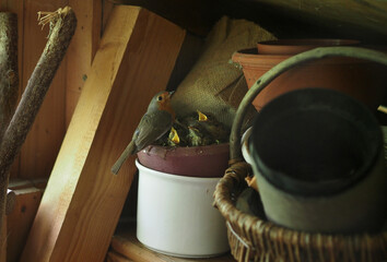 Rotkehlchen mit Küken
