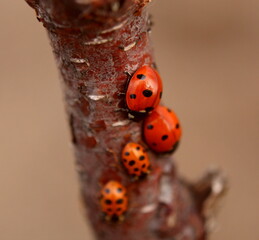 Ladybug Family