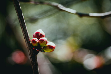 Bourgeon de cognassier du japon sur la branche de l'arbre