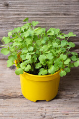 Tender arugula seedlings grown in a pot