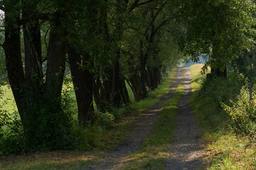 Fototapeta premium Schattiger Feldweg durch die Wiesen