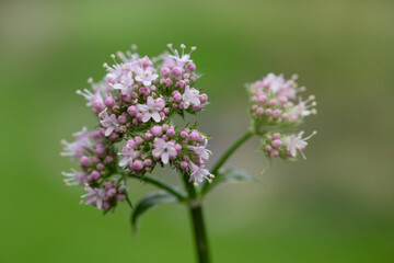 close up of valerian