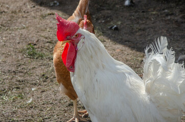 Ein weißes Hühn auf einer Wiese
