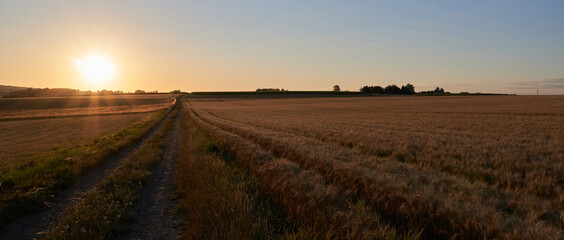 Sonnenaufgang über reifen Getreidefeldern