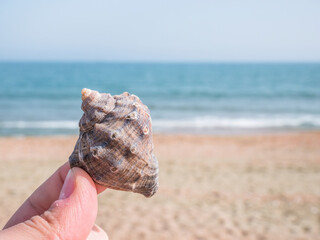 Hand holding a seashell with the sea and beach in the background. Summer beach landscape. Summer vacation concept. © Cristi