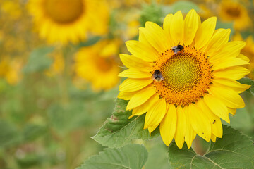 Hummeln an der Blüte einer Sonnenblume