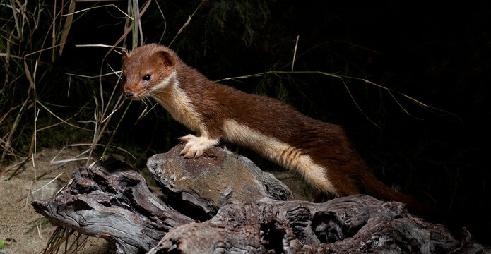 Mauswiesel // Least weasel (Mustela nivalis) 