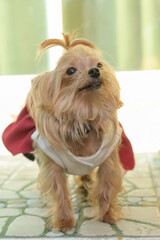 Brown puppy wearing red coat