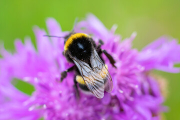 Macro photo of furry black and yellow striped bumblebee on blurred floral background