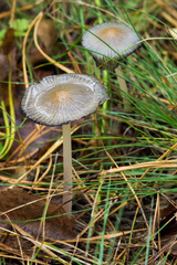 Mushrooms in the Russian pinewood.