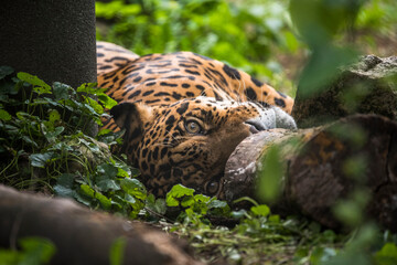 Portrait of jaguar makeing eye contact 