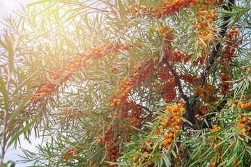 Naklejka na ściany i meble Sea buckthorn tree branch ful of ripe little berries on broght sunlight. Harvesting and gardening berry bushes in countryside.