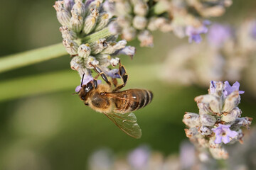 Honigbiene an Lavendelblüte hängend