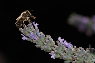 Honigbiene an Lavendelblüte