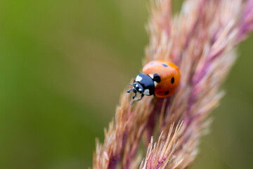 Red dotted ladybird bug on spica plant on blurred green background