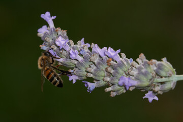 Honigbiene an Lavendelblüte