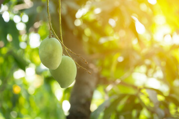 Green mango tree in the garden