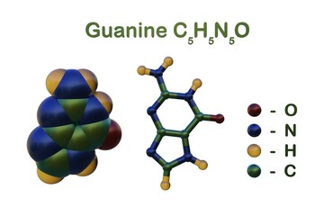 Structural chemical formula and molecular model of guanine, one of the four main bases found in DNA and RNA, along with adenine, cytosine, thymine. 3d illustration