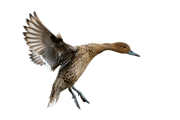 Female Northern Pintail duck cut out coming into land on a white background