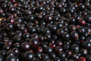 Pattern made of lots of freshly gathered tasty washed wet black currant berries. Summer sunlight