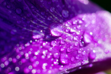 Botanical backdrop made of wet petal of gladsiolus flower with water dew drops on summer sunbeams