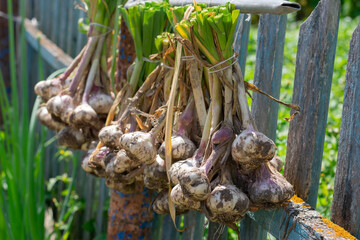 Ripe garlic bulb plants are hanging on old fence for aerate on wind and sunbeams. Autumn season harvesting preparation during winter time