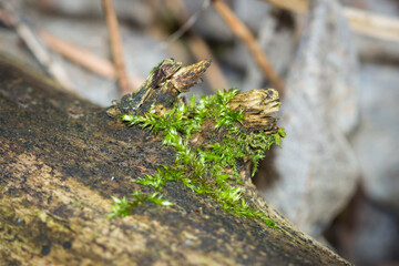 In the Russian pinewood.