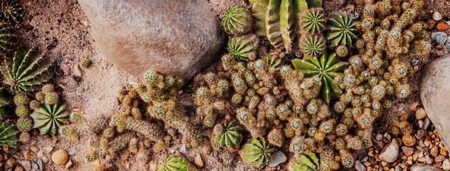 Banner with green cactus on the sand in the desert, top view