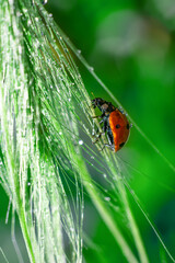 Vertical format with little red dotted lady bug insect is climbing on wet long grass spica sunlit. Glowing and shining water doplets on bright sunlight