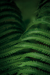 Natural green leaves of fern pattern background
