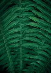 Natural leaves of fern pattern background for design .