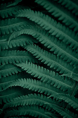 Fototapeta na wymiar Natural leaves of fern pattern background for design .