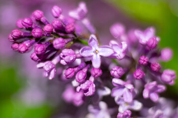 Buds of lilac flowers ready to bloom on blurred green background. Botanical photo
