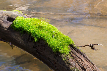 The river Kurumoch, Samara region, Russia.