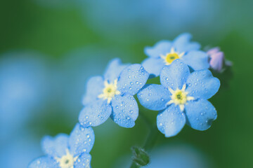 Soft background with branch of blue forget-me-not flowers with yellow cores.Delicate sumer backdrop