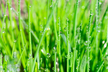 Fototapeta na wymiar Bright green grass background with long straight leaves in water drops on sunlight. Empty botanical layout for text