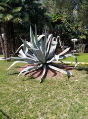 Agave gigante